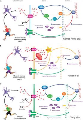 The Impact of High-Intensity Interval Training on Brain Derived Neurotrophic Factor in Brain: A Mini-Review